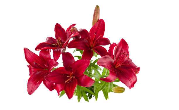 istock A bouquet of red daylilies. 1189585954