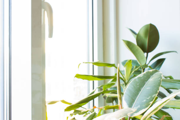 istock Ficus and other houseplants 1189586897