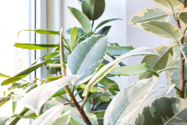 istock Ficus and other houseplants 1189586900