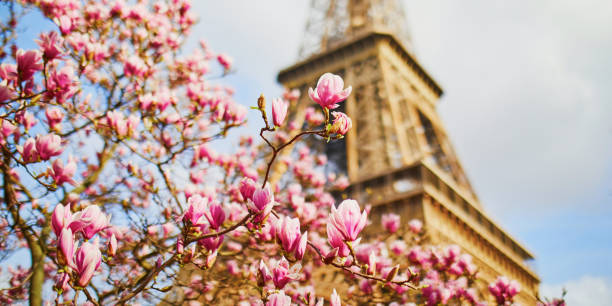 Schöne rosa Magnolien in voller Blüte in der Nähe des Eiffelturms in Paris – Foto