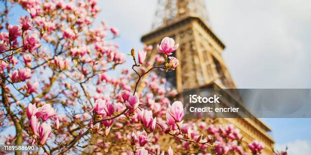 Beautiful Pink Magnolia In Full Bloom Near The Eiffel Tower In Paris Stock Photo - Download Image Now