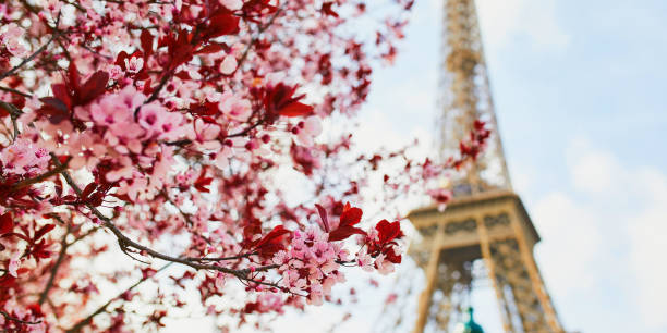 istock Cherry blossom flowers in full bloom with Eiffel tower in the background 1189588729