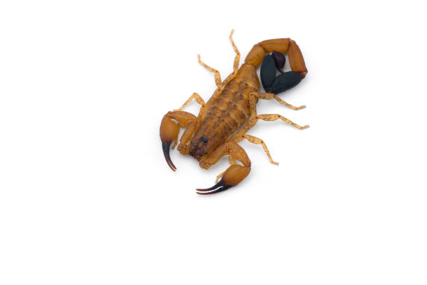 istock African venom Scorpion isolated on white background 1189588862