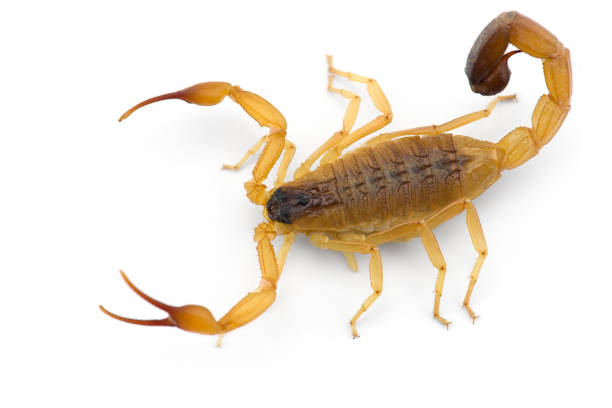 istock African venom Scorpion isolated on white background 1189588866