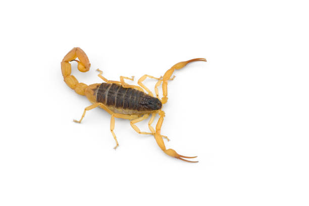 istock African venom Scorpion isolated on white background 1189588867