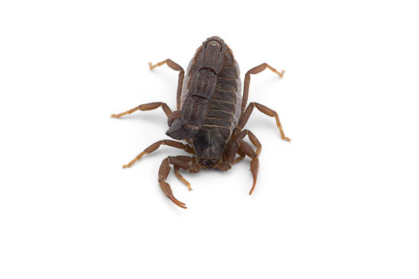 istock African venom Scorpion isolated on white background 1189588868