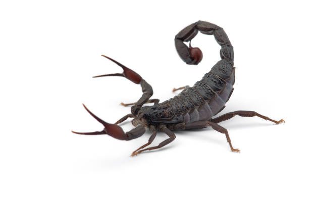 istock African venom Scorpion isolated on white background 1189589414