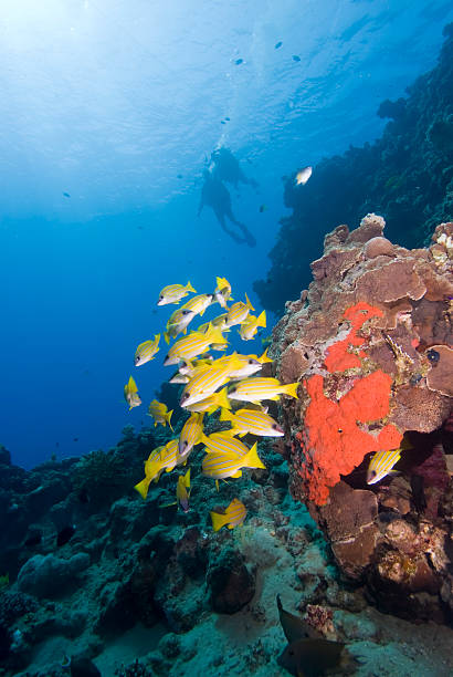 istock Scuba divers in crystal clear water 118958967