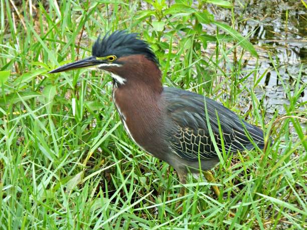 istock Green Heron (Butorides virescens) in the Florida wetlands with raised crest 1189589686