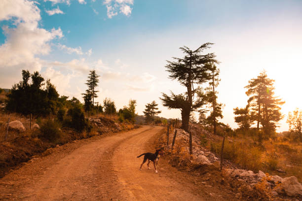 Beautiful summer landscape in mountains road white mountains