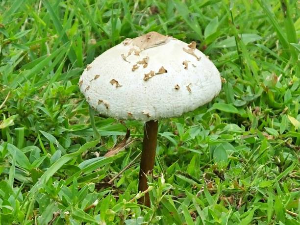 istock Wild Mushroom growing in the grass 1189591286