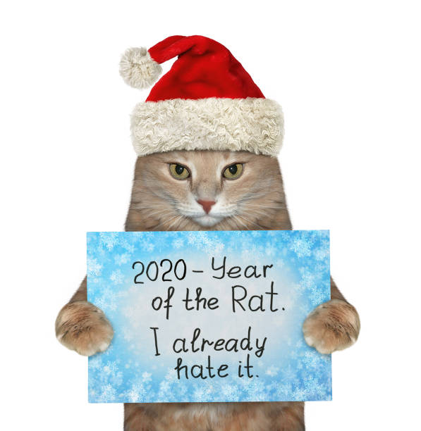 istock Cat is hating year of rat 2 1189592591