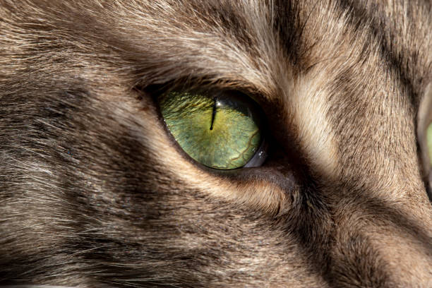 istock Beautiful, green cat's eye is illuminated by sunlight. Macro. 1189592981