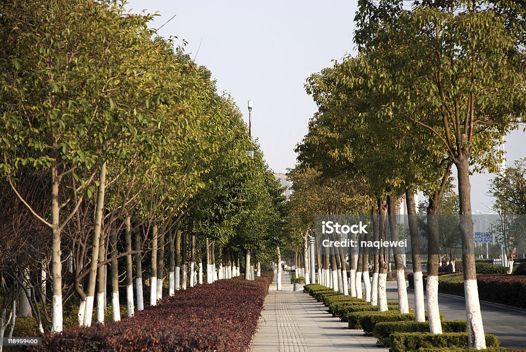 Camphor Tree on street side  Asphalt Stock Photo