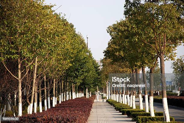 Camphor Tree On Street Side Stock Photo - Download Image Now - Asphalt, Camphor Tree, China - East Asia