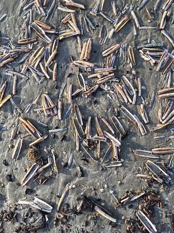 Mobile submission of razor shells washed up on shore, Netherlands.