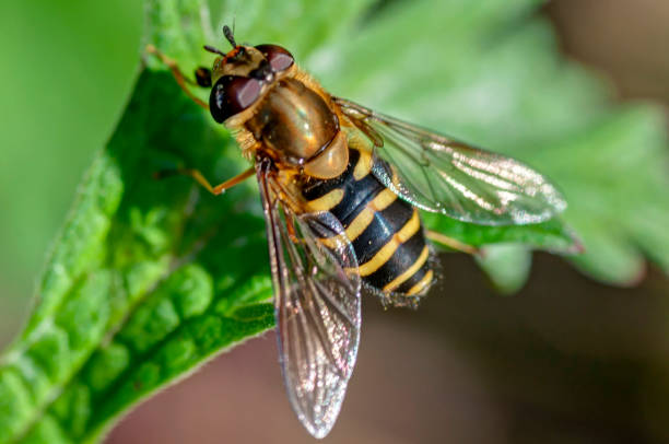 istock Myathropa florea rests on a plant 1189595180