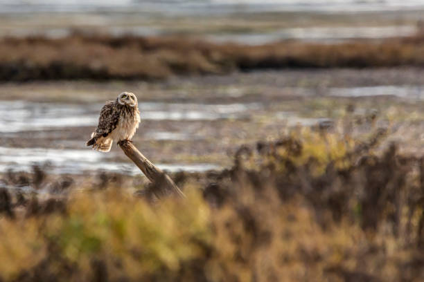 istock short-eared owl perching on a wooden pole at Boundary Bay Beach, Delta, BC, Canada 1189595205