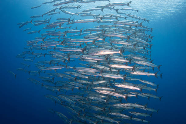 istock School of Barracudas - Palau, Micronesia 1189597113