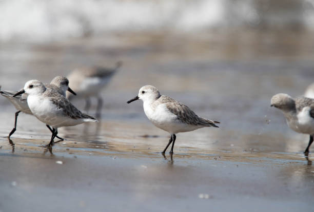 istock group of sandpiper on the beach 1189597147