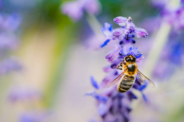close up of a bee on a lavender flower with copy space stock photo