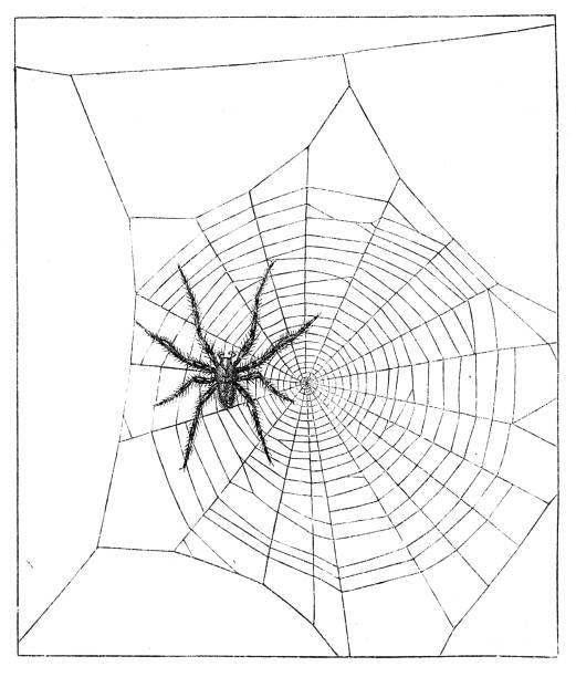 ilustrações de stock, clip art, desenhos animados e ícones de tissue of the cross spider with male - cross spider