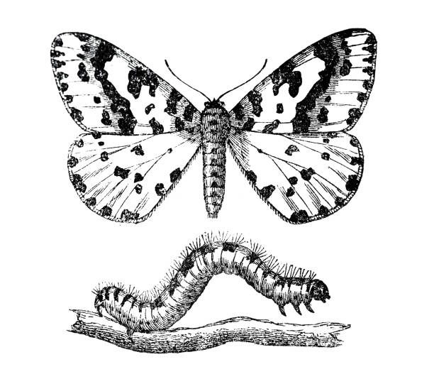Illustration of 19th century
