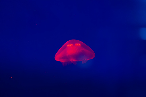 Transparent jellyfish swims in backlit aquarium. Red lamp light is the reason of red jellyfish color