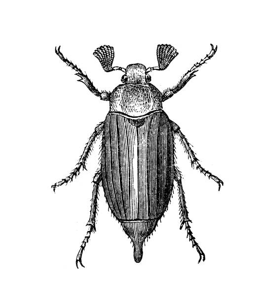 bildbanksillustrationer, clip art samt tecknat material och ikoner med cockchafer, juni beetle - melolontha melolontha