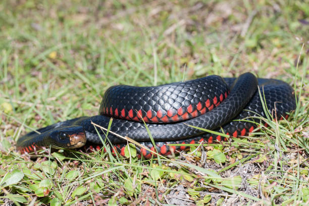 istock Red-bellied Black Snake 1189605222