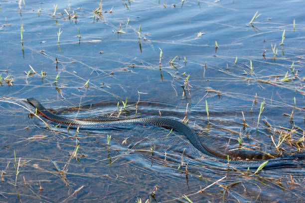 istock Red-bellied Black Snake 1189605266