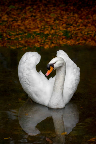 лебеди осенний портрет - water surface standing water swan mute swan стоковые фото и изображения