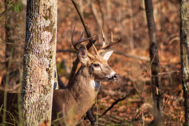 istock Buck in the Wild 1189607131