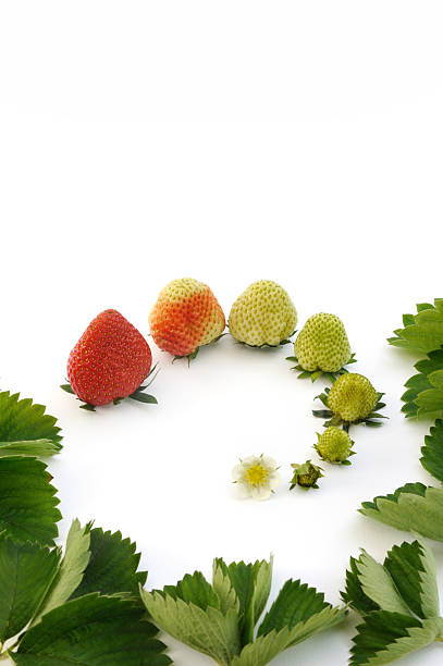 truskawka wzrostu na białym tle - strawberry unripe isolated still life zdjęcia i obrazy z banku zdjęć