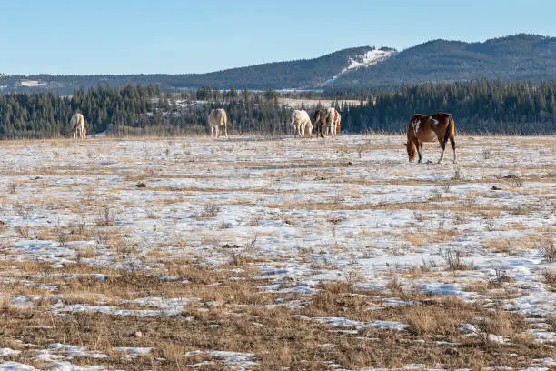 Photo of Horses on the Stoney Indian Reserve at Morley