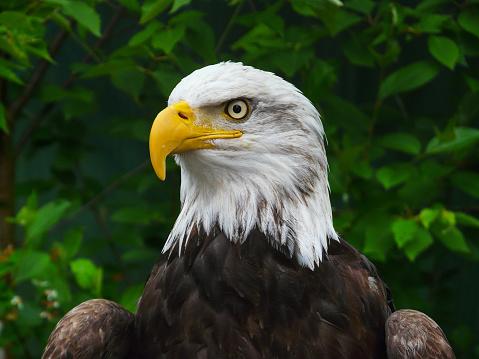 Portrait of a majestic bald eagle watching for prey in front of lush green foliage in Ketchikan USA. Symbols of USA, pride, patriotism, fearless, bold, vigilance, security and freedom.