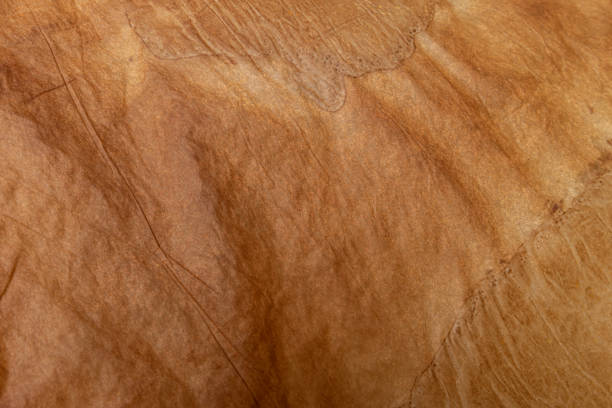istock Antique yellowish parchment paper grungy background texture 1189610402