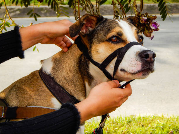 istock Hand petting brown and white dog 1189611270