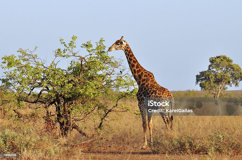 Młody Żyrafa rano Słońce - Zbiór zdjęć royalty-free (Afryka)