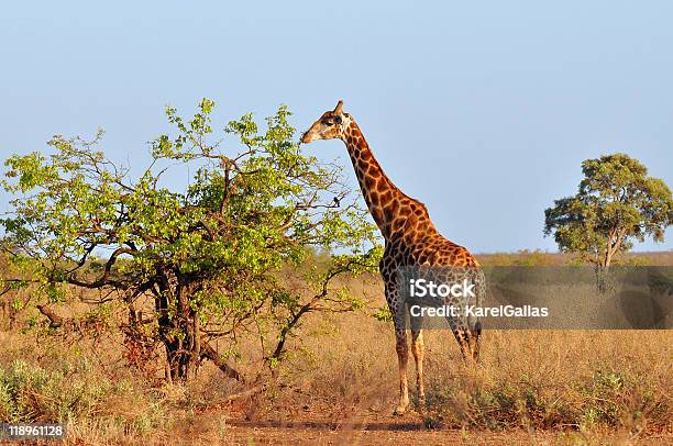 Młody Żyrafa Rano Słońce - zdjęcia stockowe i więcej obrazów Afryka - Afryka, Część ciała zwierzęcia, Drzewo