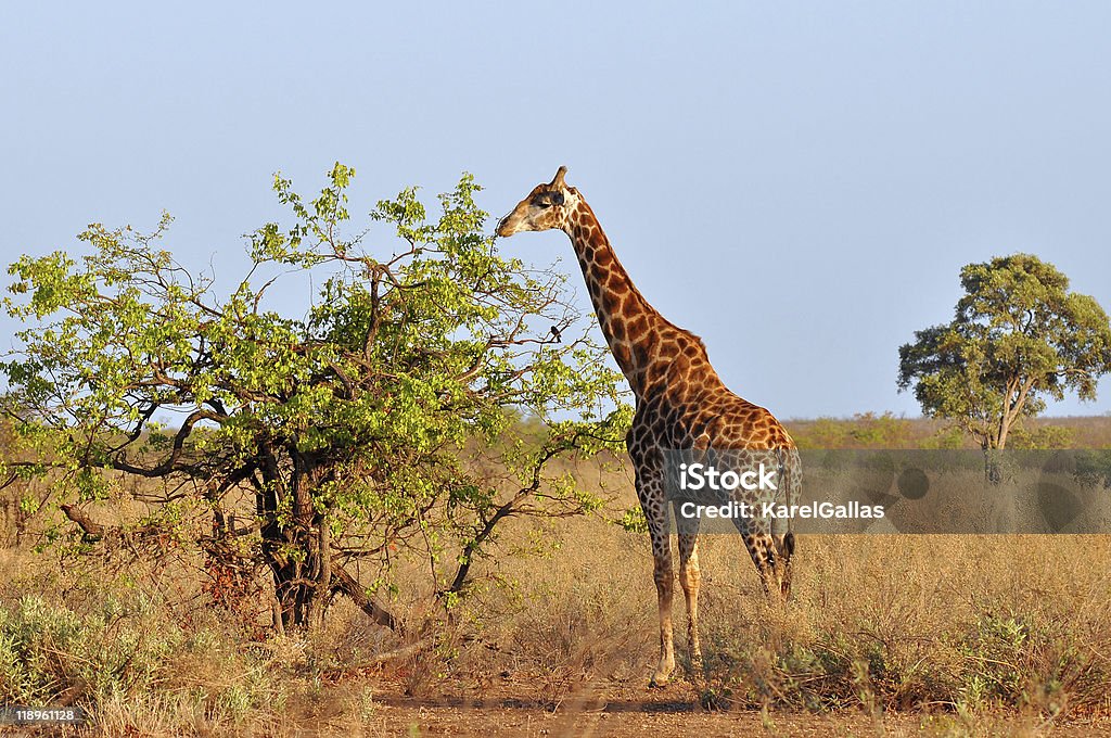 Jovem Girafa na manhã de Sol - Royalty-free Alto - Descrição Física Foto de stock