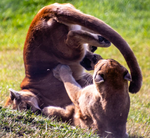istock Cougar juvenils at play. Discovery Wildlife Park, Innisfill, Alberta, Canada 1189611298