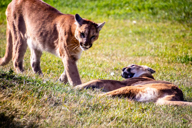 istock Cougar juvenils at play. Discovery Wildlife Park, Innisfill, Alberta, Canada 1189612047