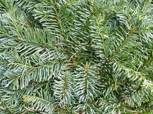 Abies nobilis Noble fir Abies nobilis, blue fir, close up view, full frame. abies amabilis stock pictures, royalty-free photos & images