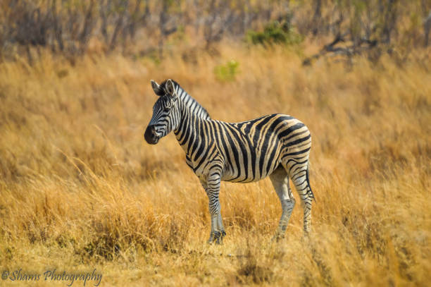istock Cape Burchell's Zebra in savannah in South Africa 1189613048