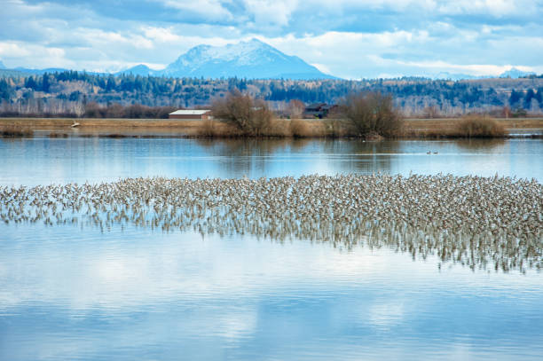 Beautiful Murmurations over the Skagit Valley