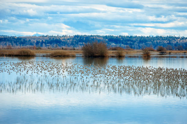 istock Beautiful Murmurations over the Skagit Valley 1189614805