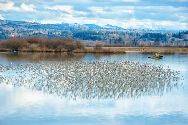 istock Beautiful Murmurations over the Skagit Valley 1189614834