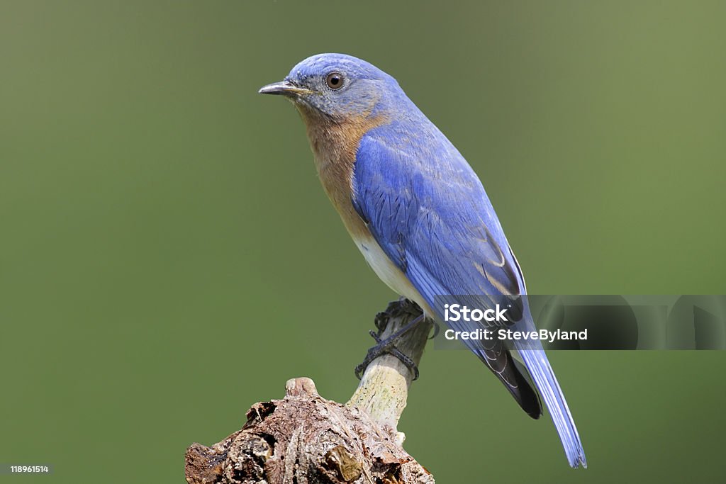 Bluebird en un tocón macho - Foto de stock de Aire libre libre de derechos