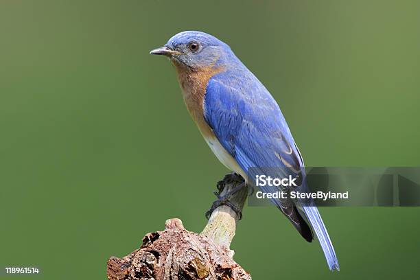 Bluebird En Un Tocón Macho Foto de stock y más banco de imágenes de Aire libre - Aire libre, Animal, Animal macho